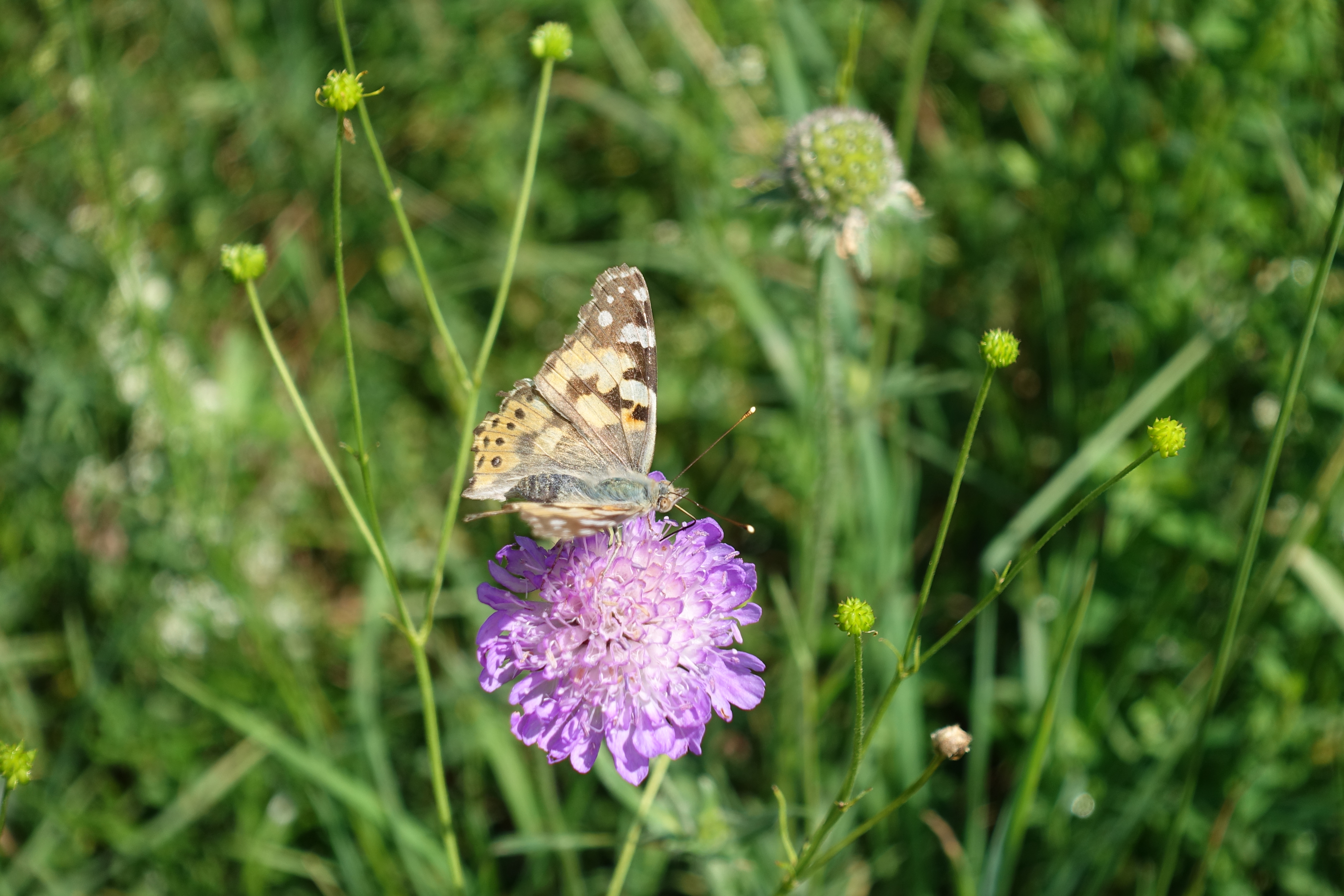 Wiesen-Witwenblume mit Schmetterling